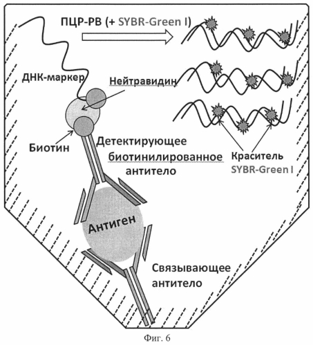 Последовательность днк, применимая в качестве зонда для обеспечения максимального соотношения "сигнал/фон" в тест-системах на основе иммуно-пцр (патент 2566550)