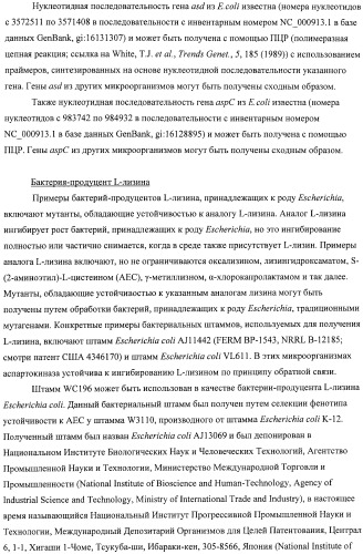 Способ получения l-аминокислот с использованием бактерии, принадлежащей к роду escherichia, в которой инактивирован один или несколько генов, кодирующих малые рнк (патент 2395567)