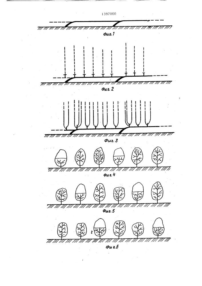 Способ выращивания насаждений среднеи сильнорослых плодовых культур (патент 1397000)