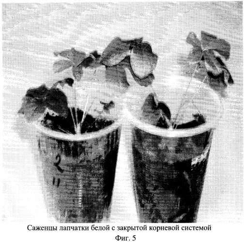 Способ получения лапчатки белой (potentilla alba) (патент 2525676)