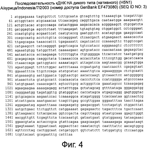 Рекомбинантная вакцина от птичьего гриппа и её применение (патент 2559527)