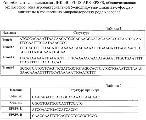 Рекомбинантная плазмидная днк pbinplus-ars-epsps, обеспечивающая экспрессию гена агробактериальной 5-енолпирувил-шикимат-3-фосфат-синтетазы в трансгенных микроводорослях рода хлорелла (патент 2407794)