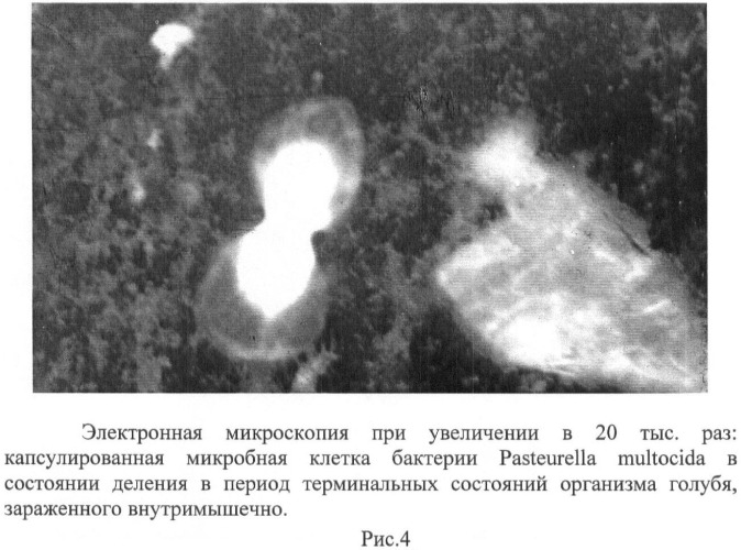 Способ стандартизации контрольно-производственного штамма бактерий pasteurella multocida (патент 2445367)