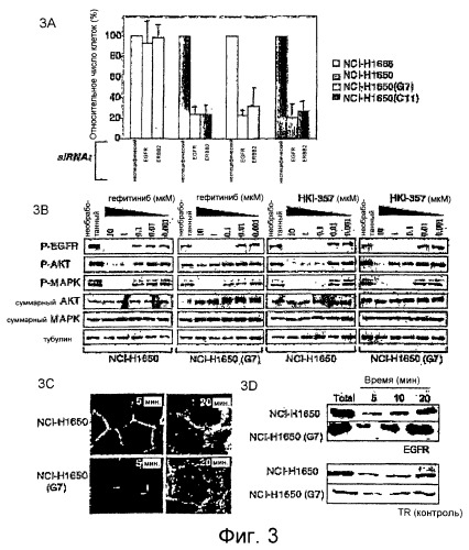 Способ лечения рака, устойчивого к гефитинибу (патент 2405566)