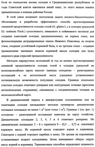 Способ прогнозирования семенной продуктивности солодки голой и солодки уральской сухостепного, лиманного и пойменного экотипов (патент 2360403)