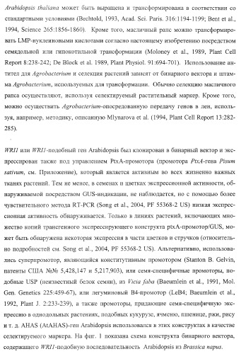 Молекулы нуклеиновых кислот, кодирующие wrinkled1-подобные полипептиды, и способы их применения в растениях (патент 2385347)