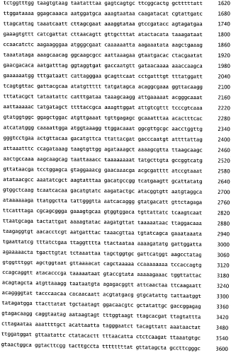 Бактериофаг, обладающий активностью против pseudomonas aeruginosa, белки бактериофага и способы их применения (патент 2580248)