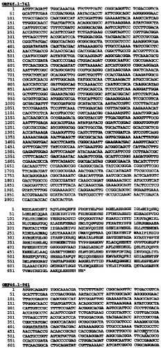 Гетерологичная экспрессия белков neisseria (патент 2299906)