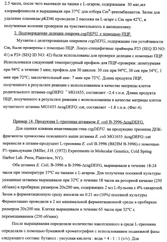 Способ получения l-треонина с использованием бактерии, принадлежащей к роду escherichia, модифицированной таким образом, что в ней нарушена способность к образованию ворсинок типа &quot;керли&quot; (патент 2338782)