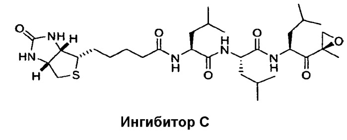 Пептидные эпоксикетоны для ингибирования протеасомы (патент 2450016)