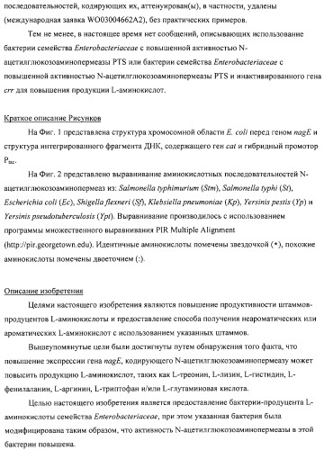 Способ получения l-аминокислот с использованием бактерии, принадлежащей к роду escherichia (патент 2312893)