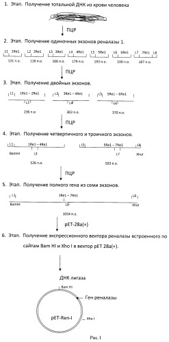 Способ получения и экспрессии кодирующей последовательности изоформы 2 гена реналазы человека (патент 2482185)