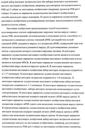 Способы и композиции для экспрессии антисмысловой вирусной рнк в клетках собаки (патент 2457250)