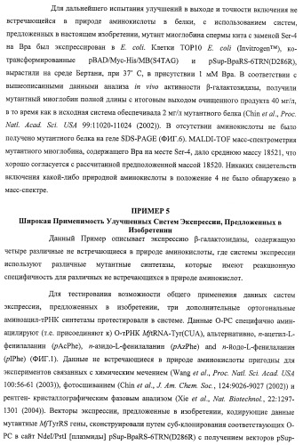 Система экспрессии компонентов ортогональной трансляции в эубактериальной клетке-хозяине (патент 2467069)