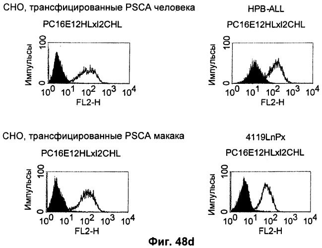 Pscaxcd3, cd19xcd3, c-metxcd3, эндосиалинxcd3, epcamxcd3, igf-1rxcd3 или fap-альфаxcd3 биспецифическое одноцепочечное антитело с межвидовой специфичностью (патент 2547600)