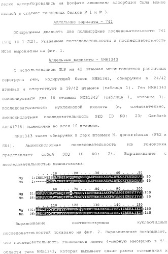 Гибридная и тандемная экспрессия белков нейссерий (патент 2339646)