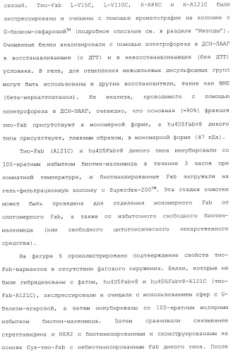 Антитела, сконструированные на основе цистеинов, и их конъюгаты (патент 2412947)