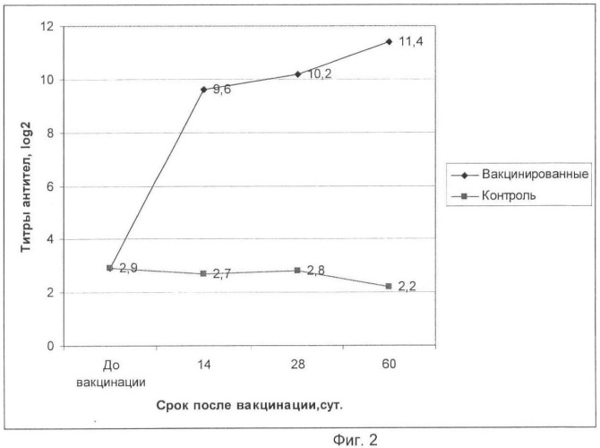 Вакцина ассоциированная против ньюкаслской болезни, реовирусного теносиновита и метапневмовирусной инфекции птиц инактивированная эмульсионная (патент 2480238)