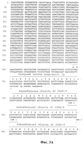 Человеческие антитела против человеческого 4-1вв (cd137) (патент 2376316)