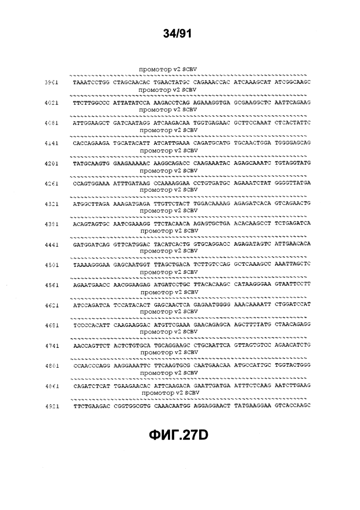 Способ и конструкт для синтетического двунаправленного растительного промотора scbv (патент 2627595)