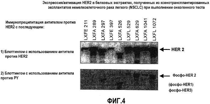 Способы идентификации опухолей, восприимчивых к лечению антителами против erbb2 (патент 2338751)