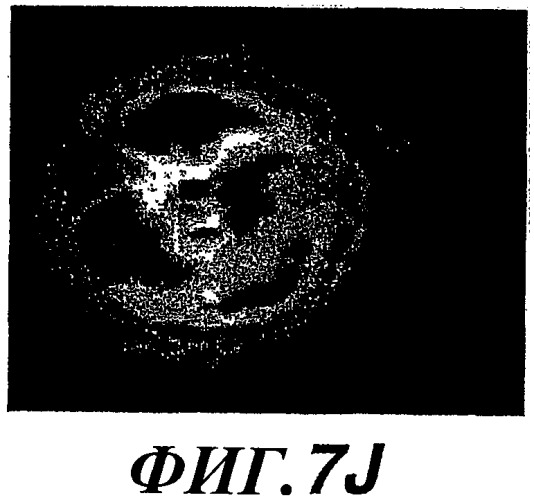 Способы и композиции для модуляции и обнаружения активности wisp (патент 2412201)