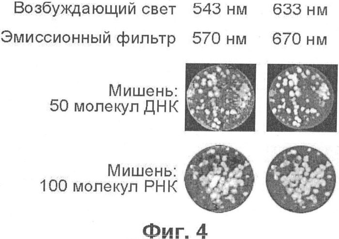 Обнаружение молекулярных колоний посредством гибридизации на мембранах с флуоресцентными зондами (патент 2338787)