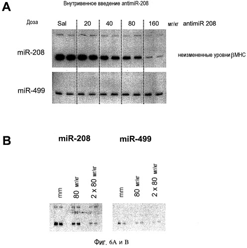 Двойное нацеливание нп mir-208 и mir 499 в лечении заболеваний сердца (патент 2515926)