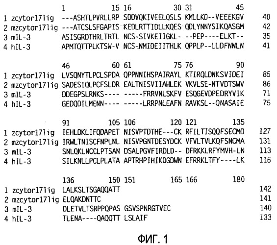 Новый лиганд рецептора цитокина zcytor17 (патент 2360923)