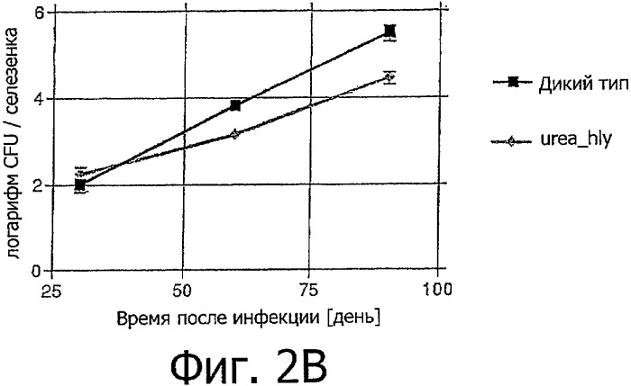 Противотуберкулезная вакцина с улучшенной эффективностью (патент 2342400)