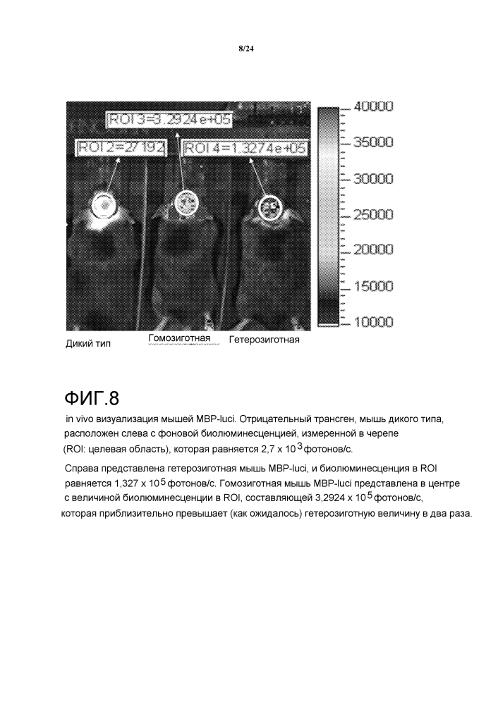 Животная модель, экспрессирующая люциферазу под контролем промотора основного белка миелина (mbp-luci), и применение модели для визуализации биолюминесценции in vivo (патент 2601128)