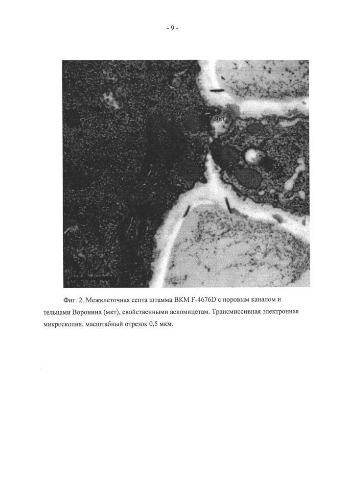 Штамм гриба из класса sordariomycetes - продуцент антибиотика эремоксиларина а. (патент 2614126)