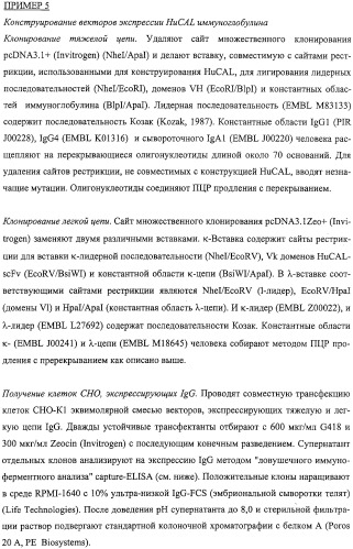 Антитела человека, обладающие активностью связывания c mn и нейтрализации клеточной адгезии (патент 2317998)