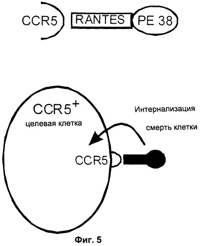 Конструкции антител и хемокинов и их применение при иммунологических нарушениях (патент 2252786)