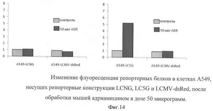 Лентивирусная репортерная векторная система для измерения активности ключевых транскрипционных факторов, отражающих функциональное состояние сигнальных путей клетки (патент 2420584)