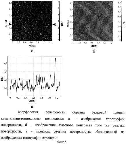 Способ формирования белковых пленок на твердых подложках (патент 2317100)