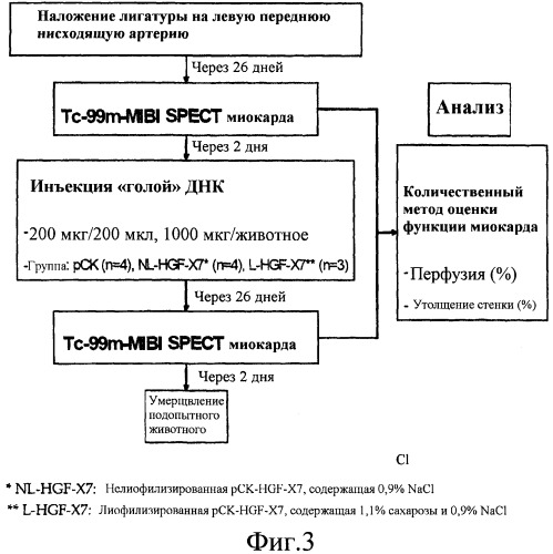 Лиофилизированные днк-составы для увеличенной экспрессии плазмидной днк (патент 2470995)