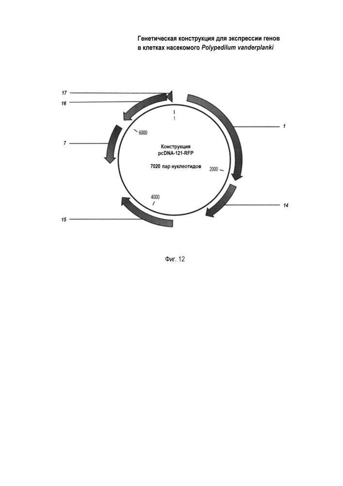Генетическая конструкция для экспрессии генов в клетках насекомого polypedilum vanderplanki (патент 2626590)