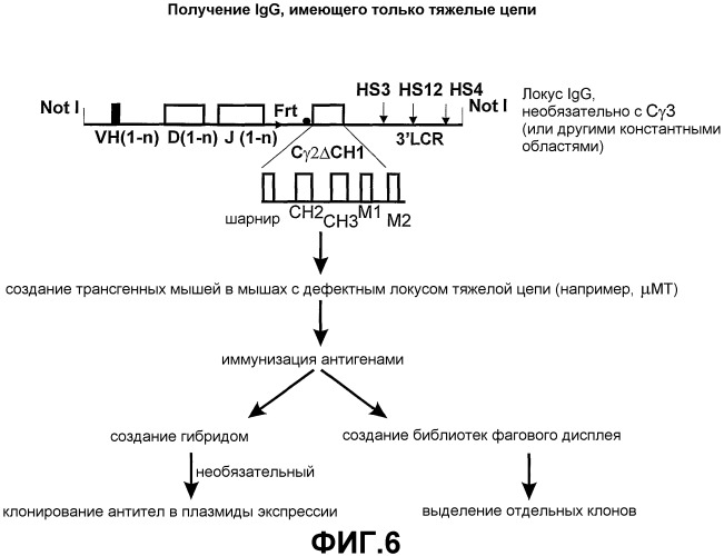 Способ получения антиген-связывающего домена vh использование (патент 2398882)