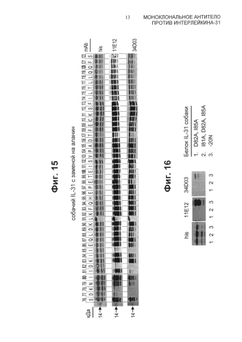 Моноклональное антитело против интерлейкина-31 (патент 2588462)