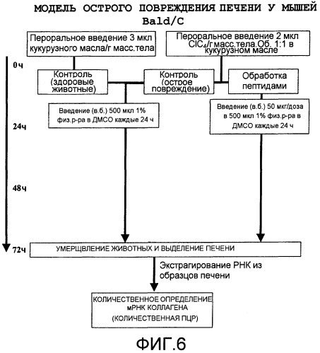 Применение последовательности днк, которая кодирует пептид, способный связываться с трансформирующим фактором роста  1 (варианты) (патент 2455358)