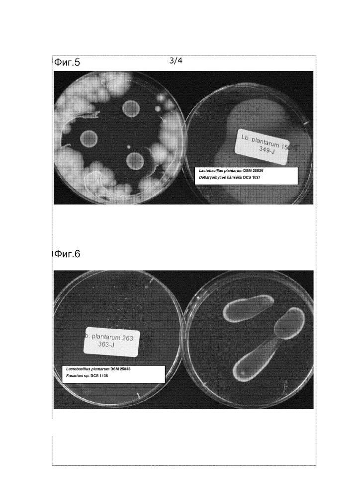 Штамм lactobacillus, обладающий ингибирующей активностью против дрожжей и плесневых грибов (варианты), и его применение (патент 2642306)