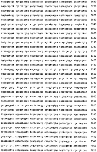 Генетическое ремоделирование бифидобактерий (патент 2460792)