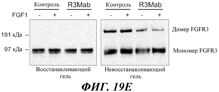 Антитела против fgfr3 и способы их применения (патент 2568066)