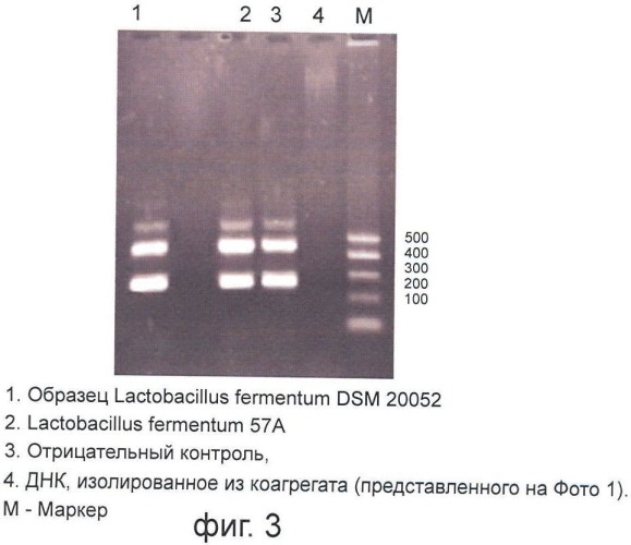 Композиция штаммов рода lactobacillus для производства лекарственного средства (патент 2465320)