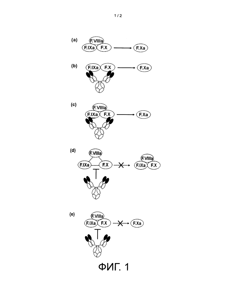 Мультиспецифическая связывающая антиген молекула, которая обладает альтернативной функцией к функции фактора свертывания крови viii (патент 2620071)