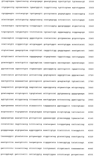 Нитрилгидратаза из rhodococcus (патент 2385932)