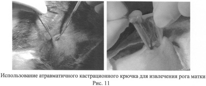 Способ овариогистерэктомии кошек по боковому доступу (патент 2396923)
