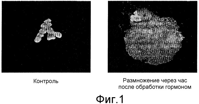 Гонадотропный гормон, полученный из беспозвоночных, и его синтез (патент 2349601)