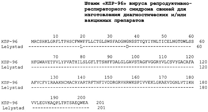 Штамм &quot;кпр-96&quot; вируса репродуктивно-респираторного синдрома свиней для изготовления диагностических и/или вакцинных препаратов (патент 2295567)